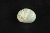 藏品(種子蜑螺)的圖片